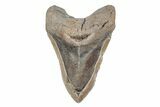Bargain, 5.11" Fossil Megalodon Tooth - North Carolina - #201920-1